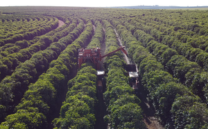 Southland Merchants: Special Feature